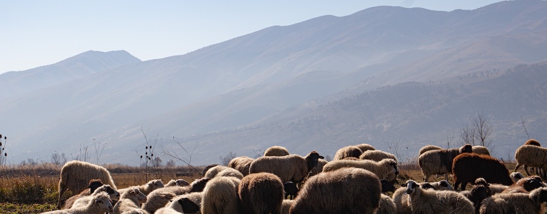 About the Albanian Wool Industry