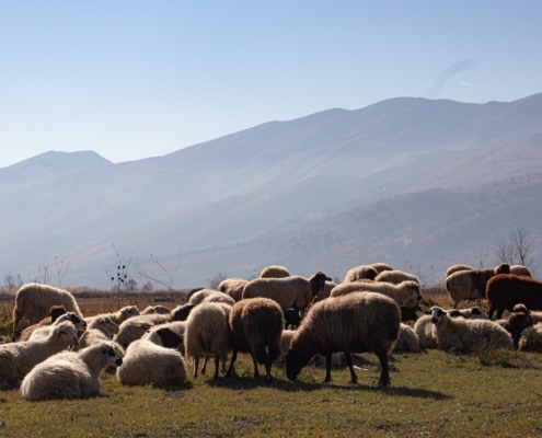 About the Albanian Wool Industry